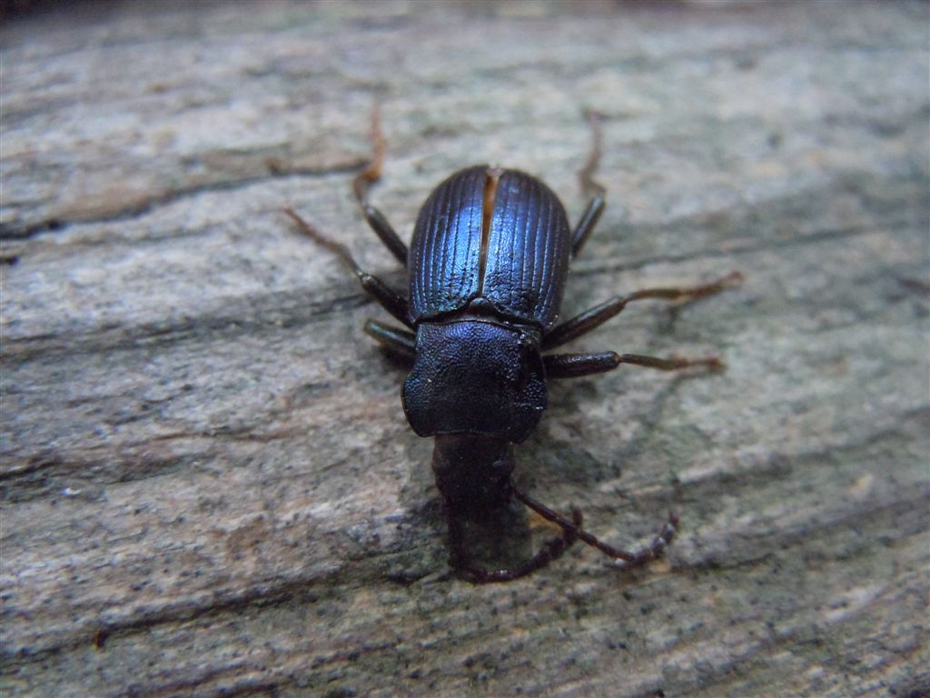 Carabide da identificare; no, tenebrionide, Helops coeruleus